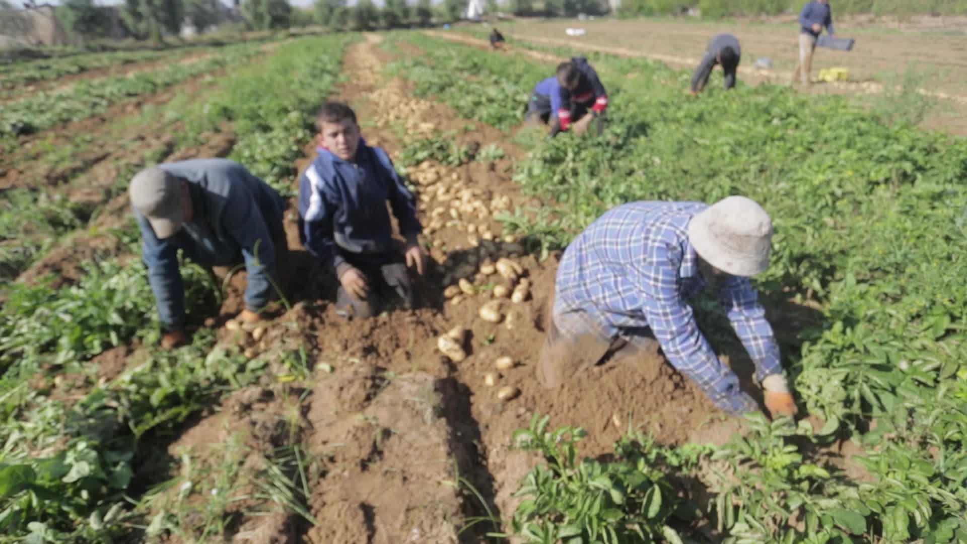 Palestinian Farmers In Gaza, Palestine