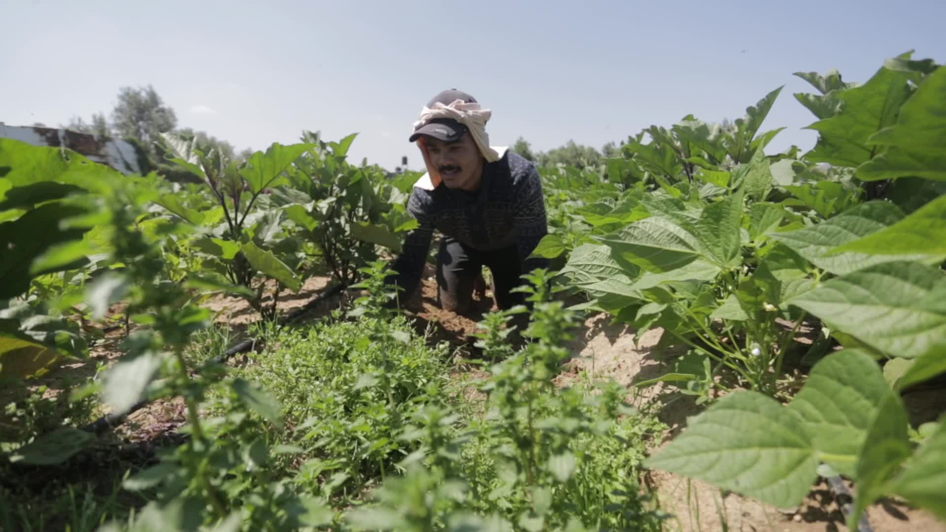 Palestinian Farmers In Gaza, Palestine