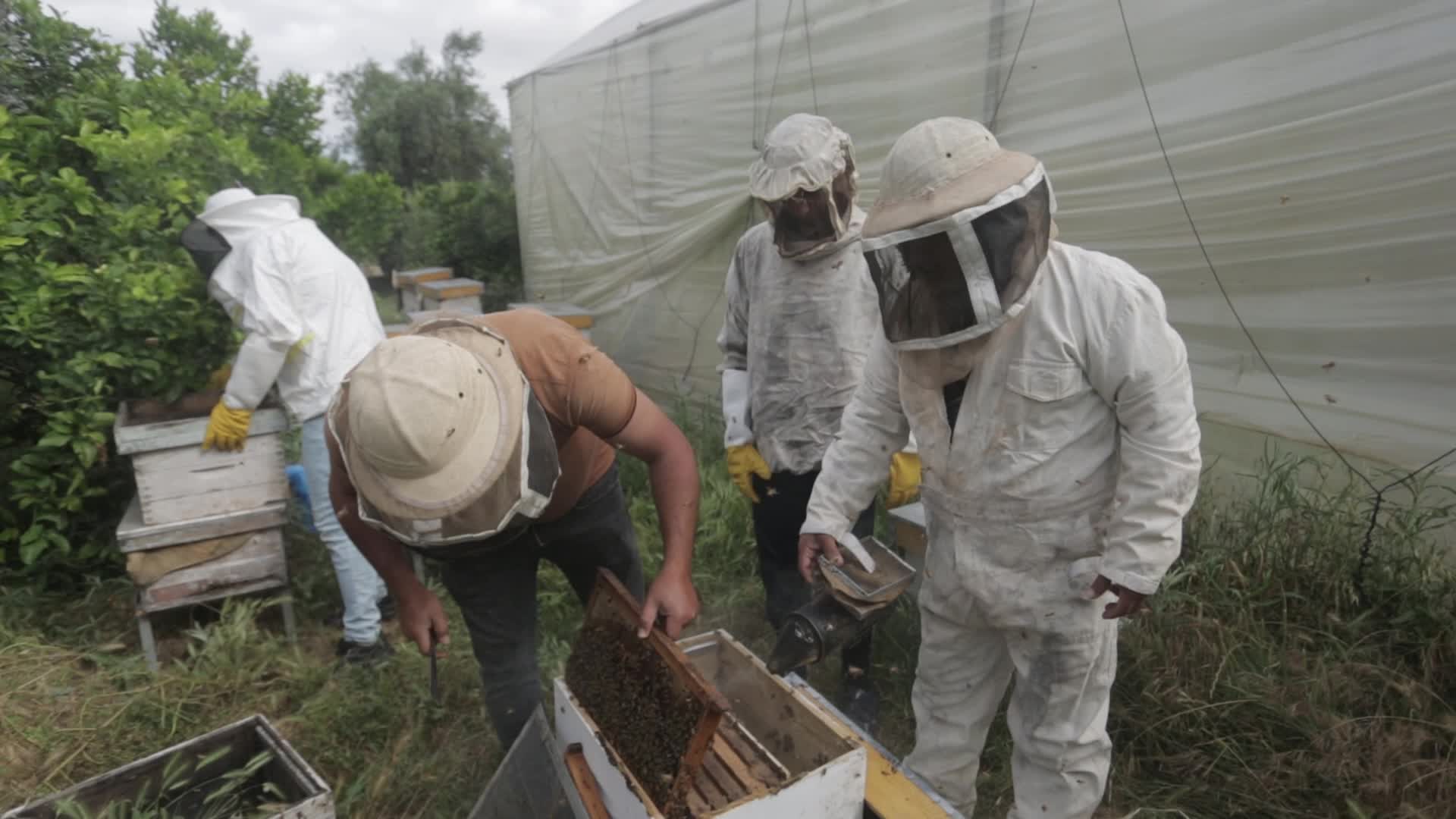 Honey harvest season in Gaza