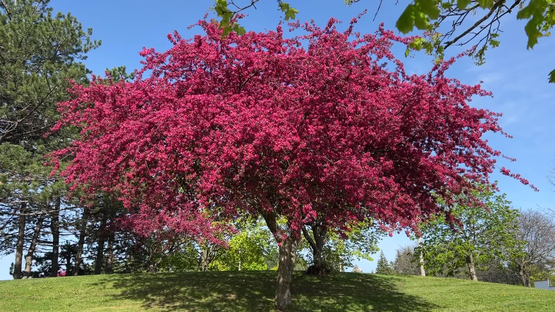 Crabapple trees flower during the Spring season