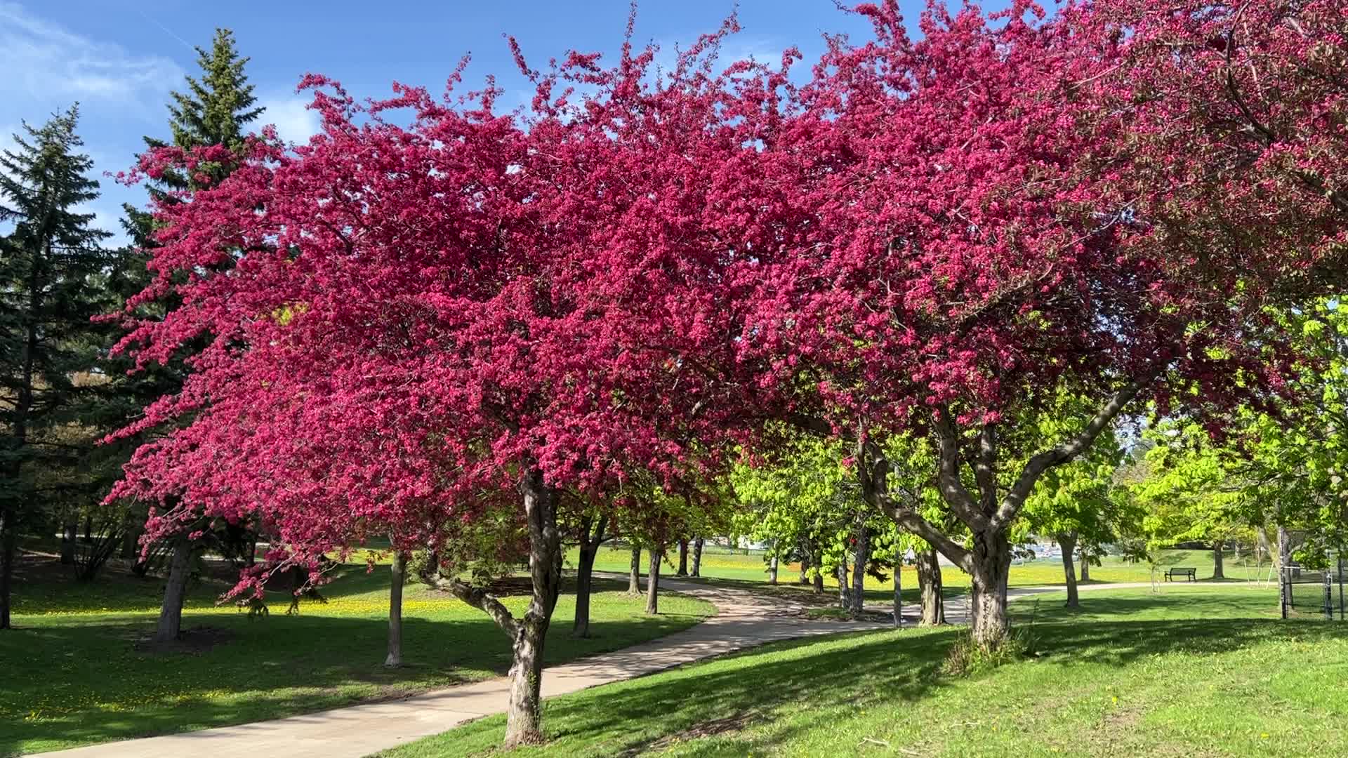 Crabapple trees flower during the Spring season
