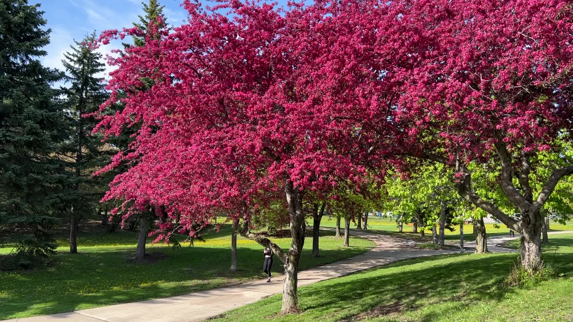 Crabapple trees flower during the Spring season