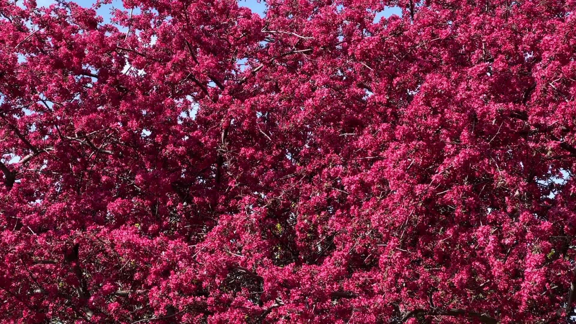 Crabapple trees flower during the Spring season