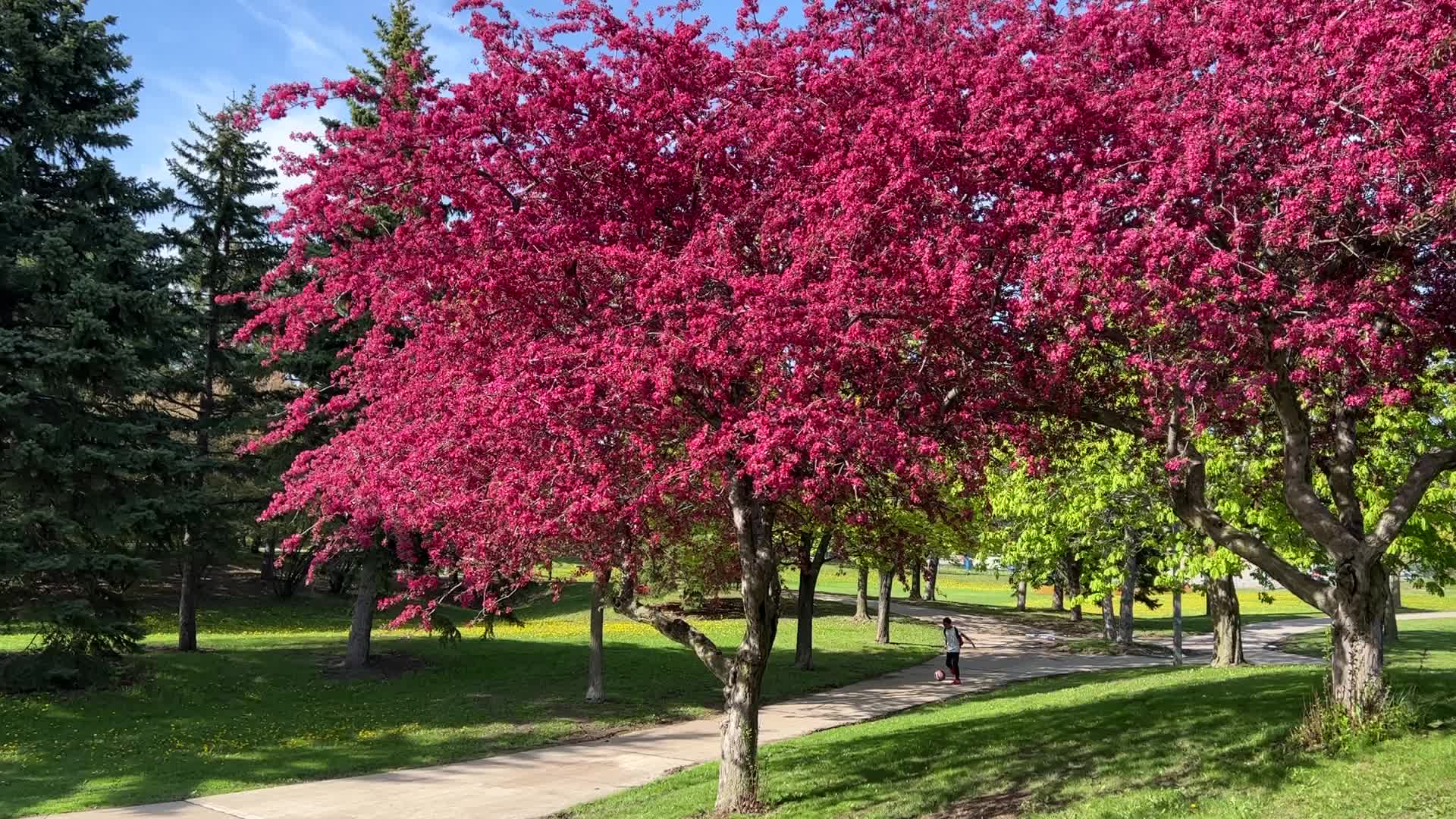 Crabapple trees flower during the Spring season