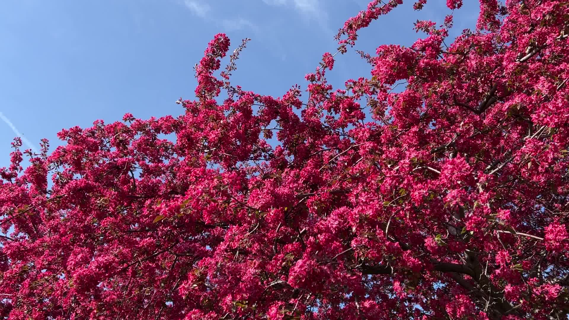 Crabapple trees flower during the Spring season