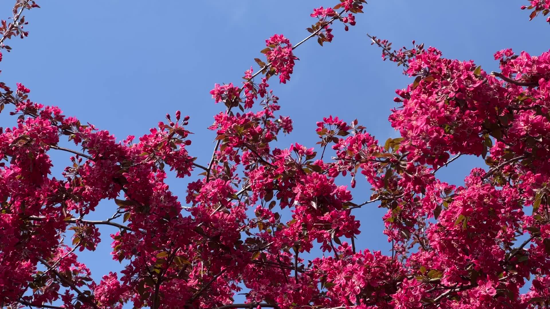 Crabapple trees flower during the Spring season