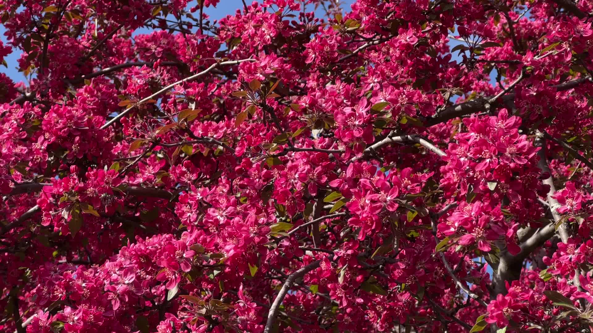Crabapple trees flower during the Spring season