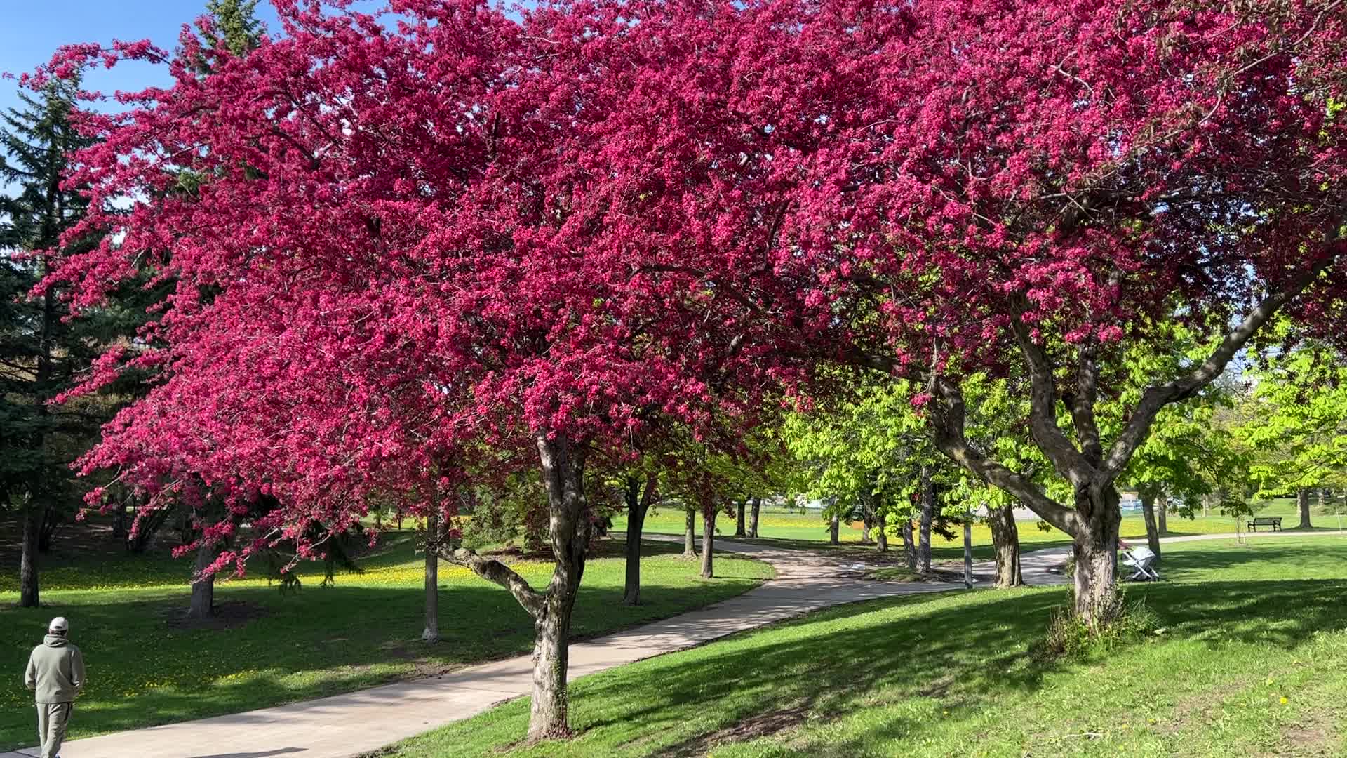 Crabapple trees flower during the Spring season