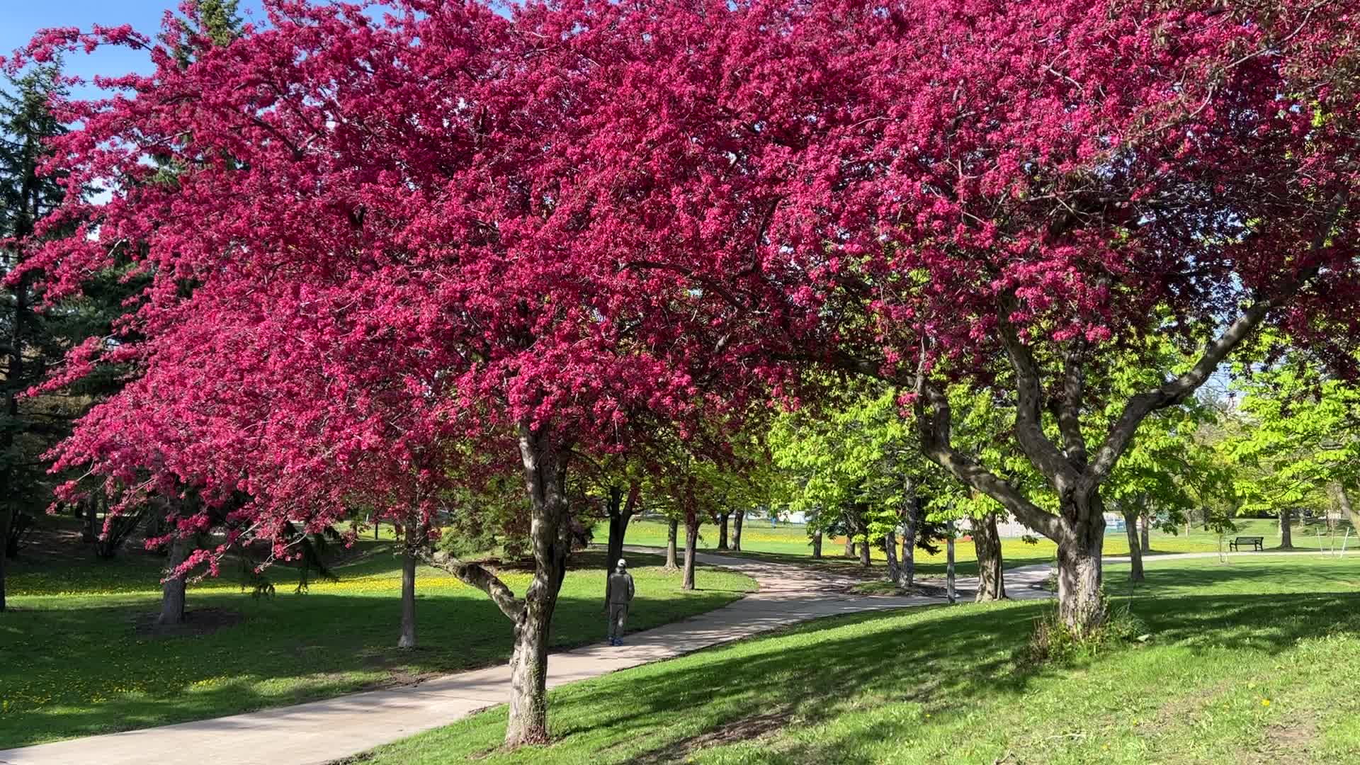 Crabapple trees flower during the Spring season