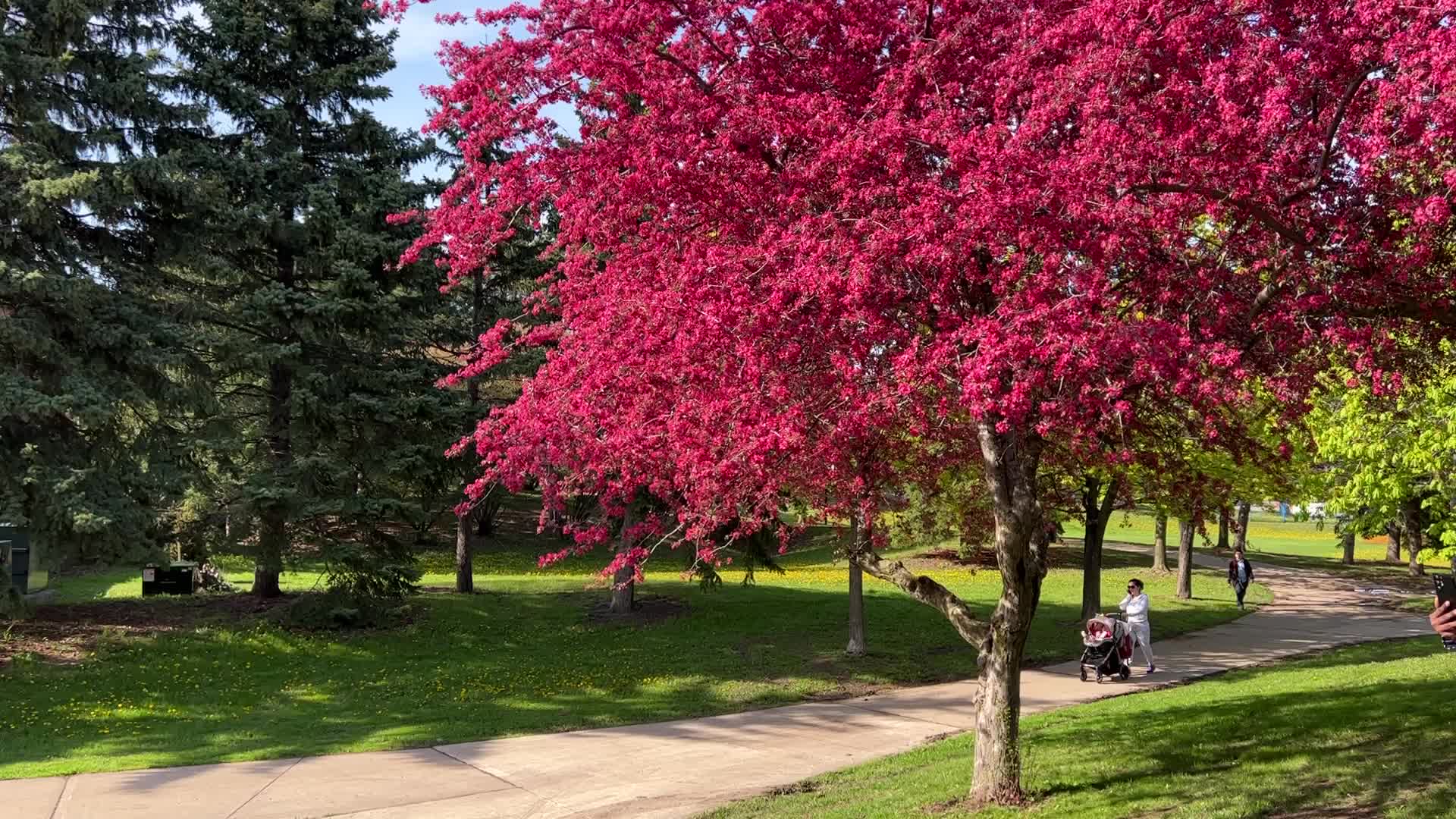Crabapple trees flower during the Spring season