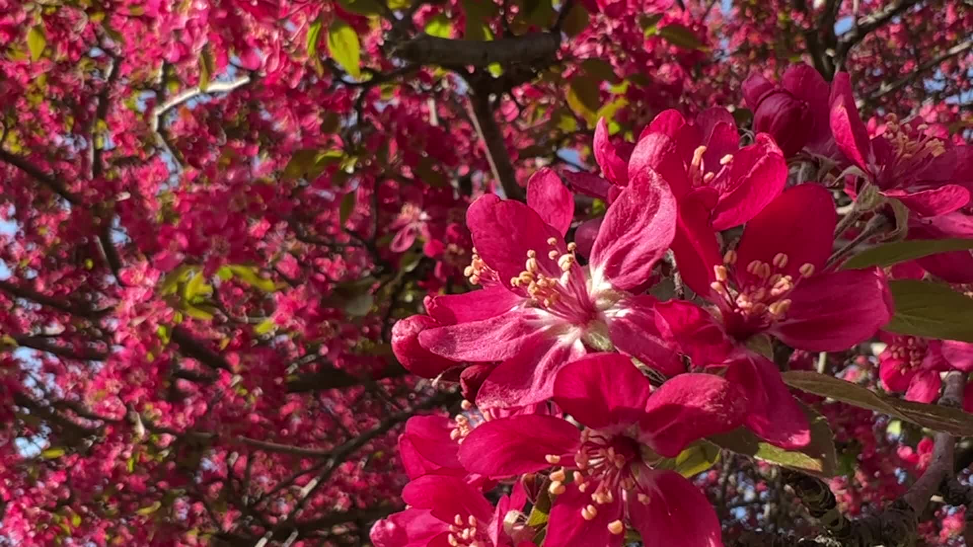 Crabapple trees flower during the Spring season
