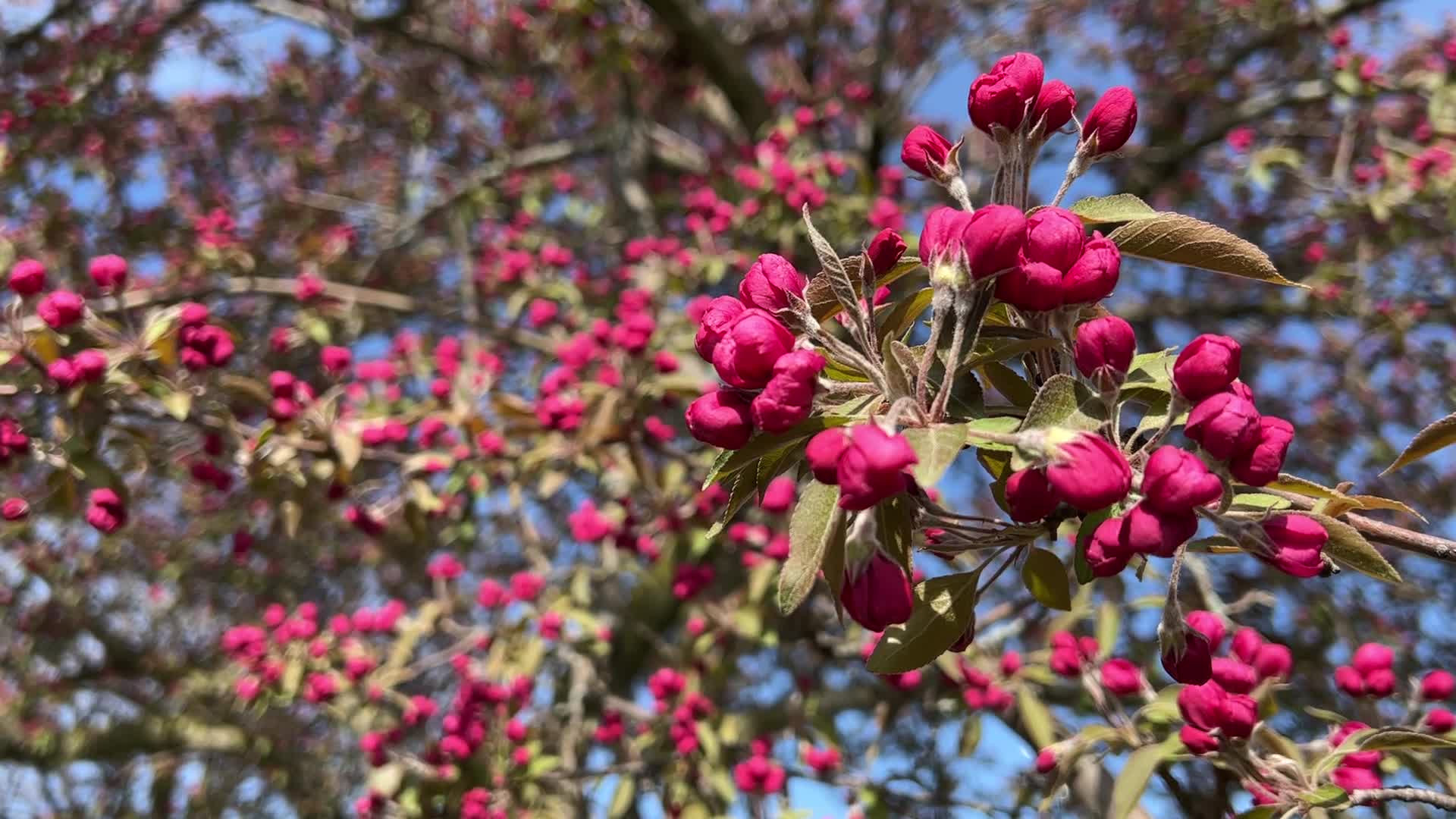 Crabapple trees flower during the Spring season