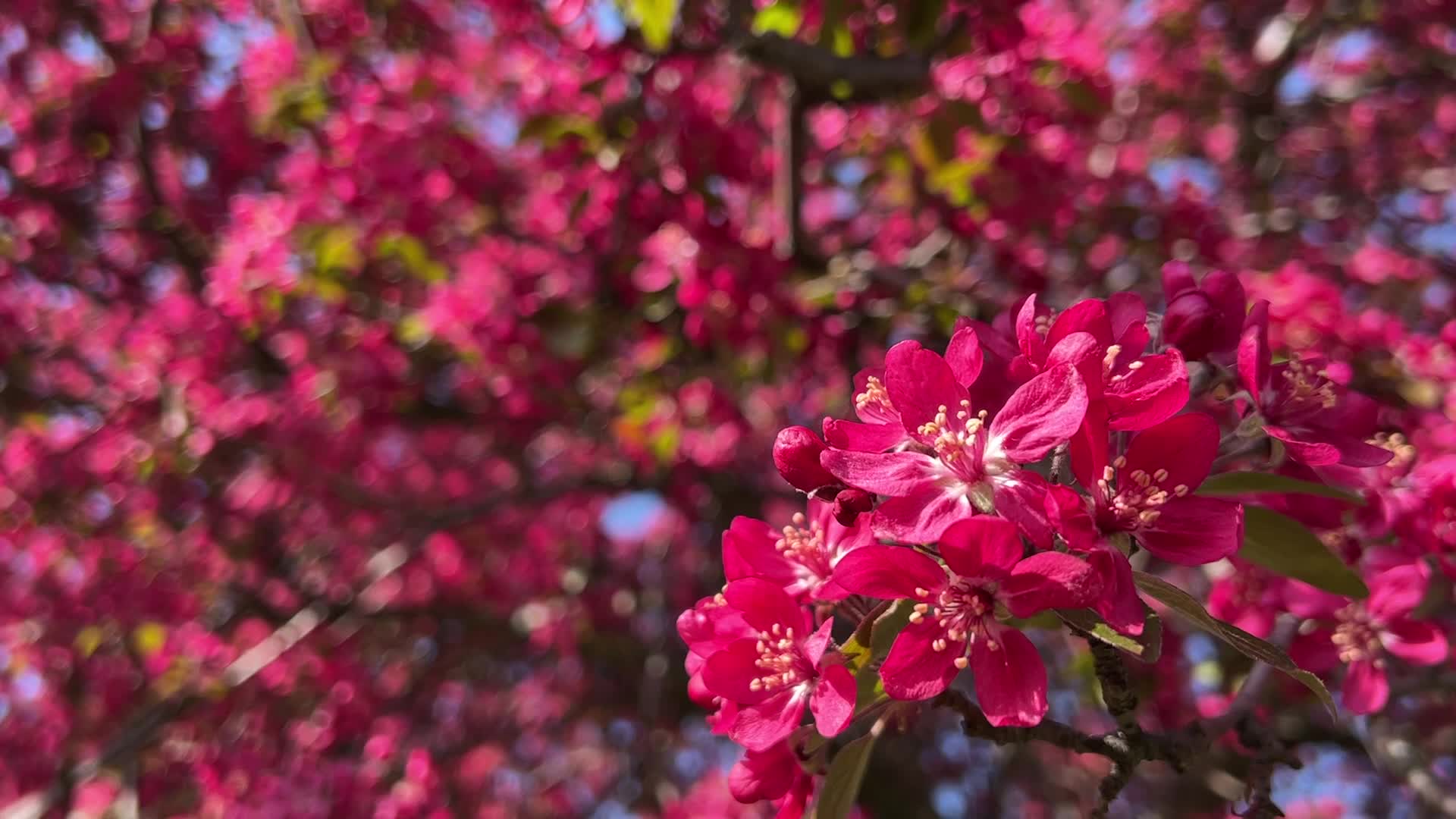 Crabapple trees flower during the Spring season