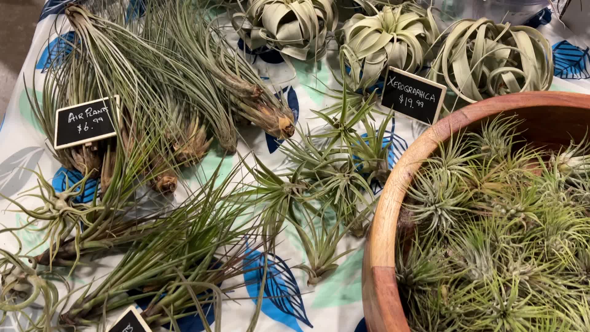 Plant Expo in Mississauga