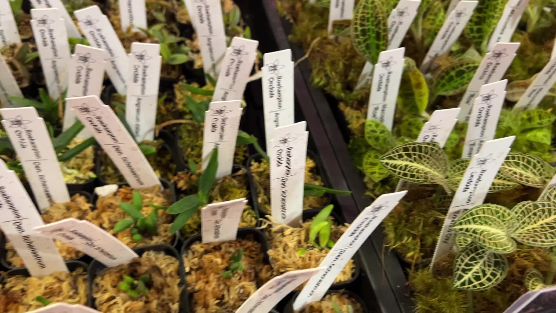 Plant Expo in Mississauga