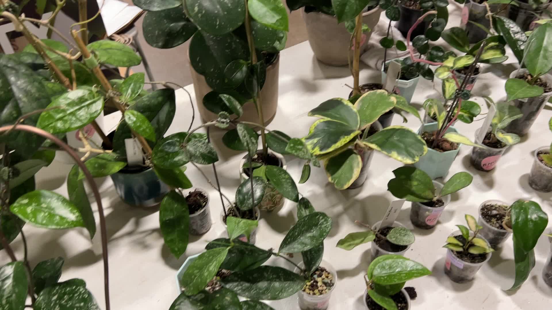 Plant Expo in Mississauga