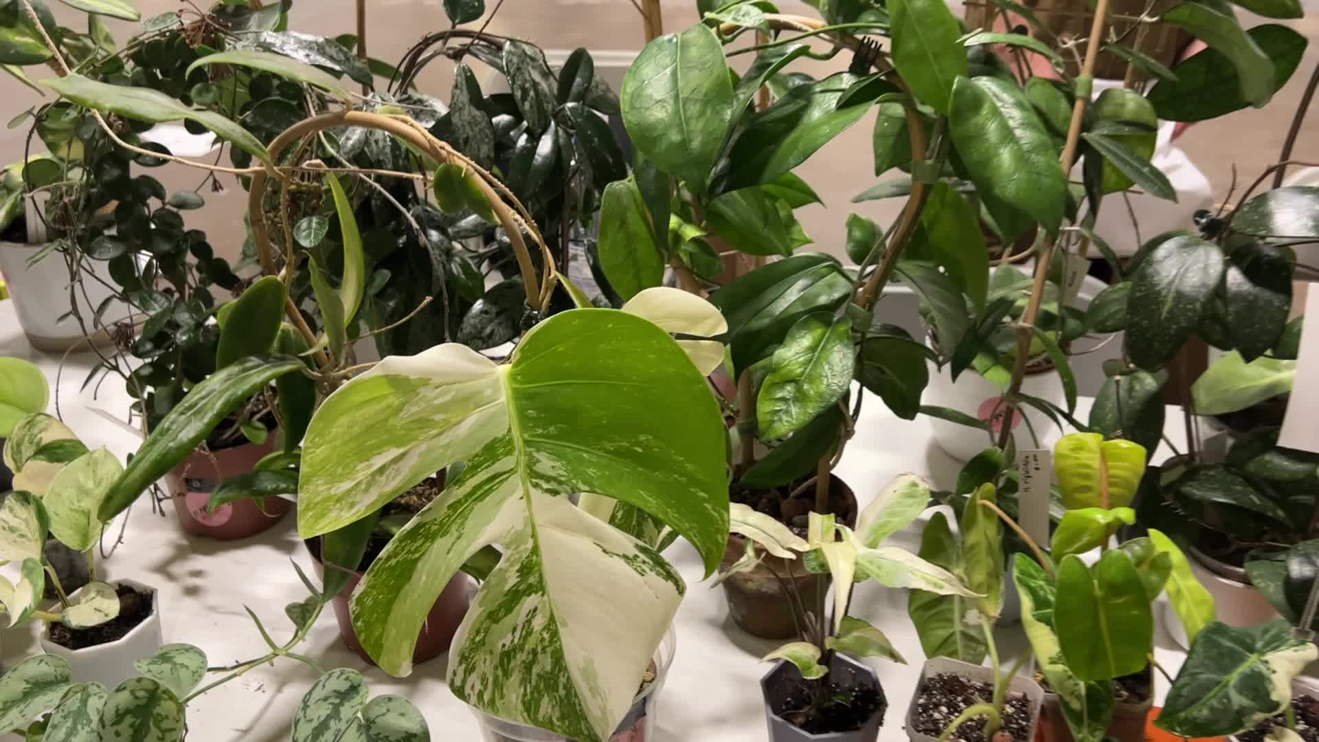 Plant Expo in Mississauga