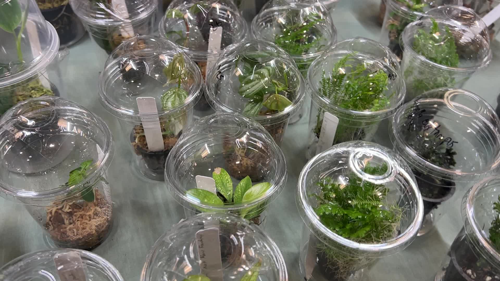 Plant Expo in Mississauga
