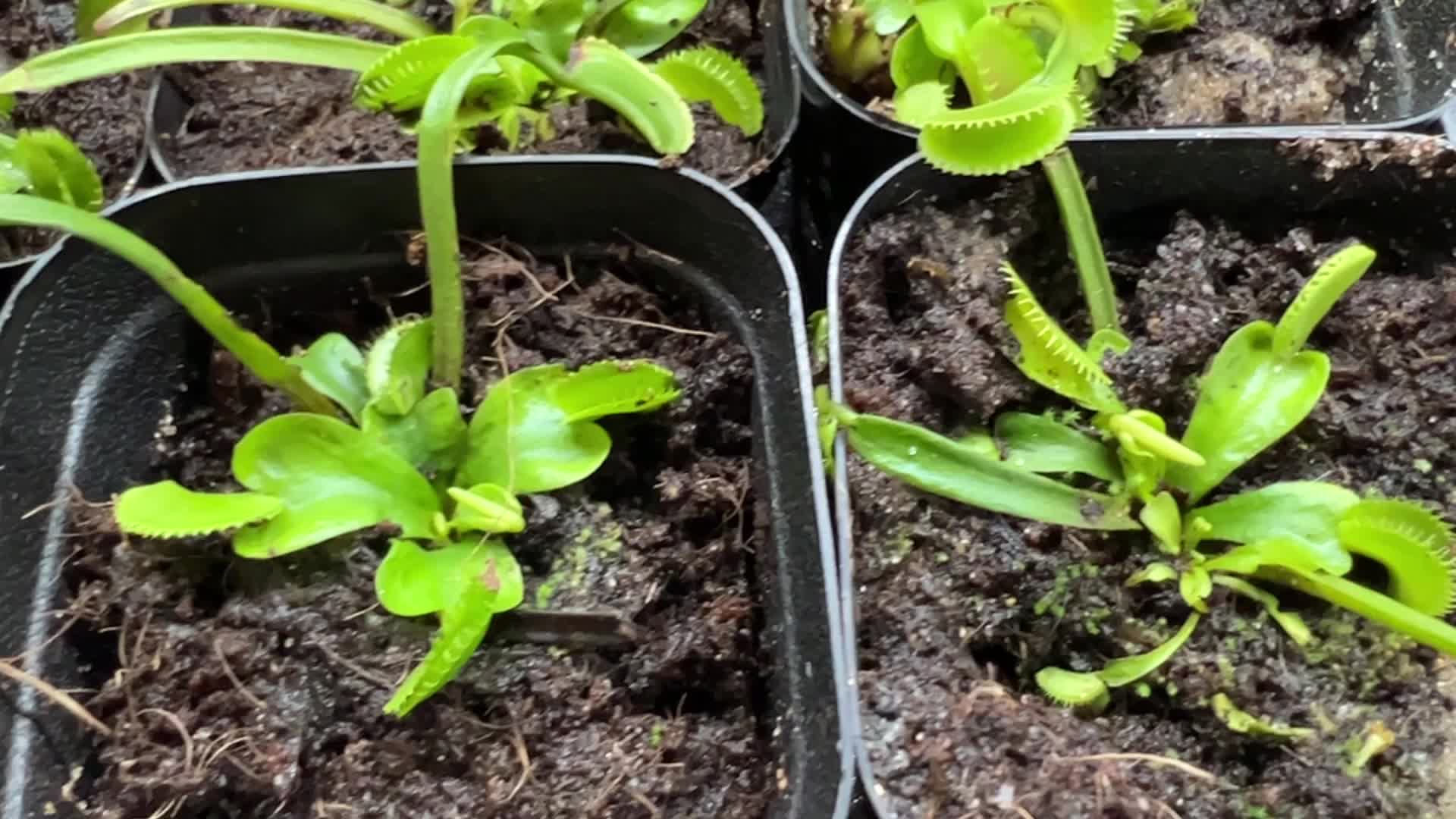 Plant Expo in Mississauga