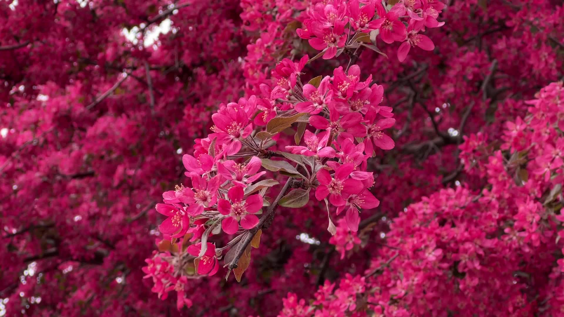 Spring season in Toronto