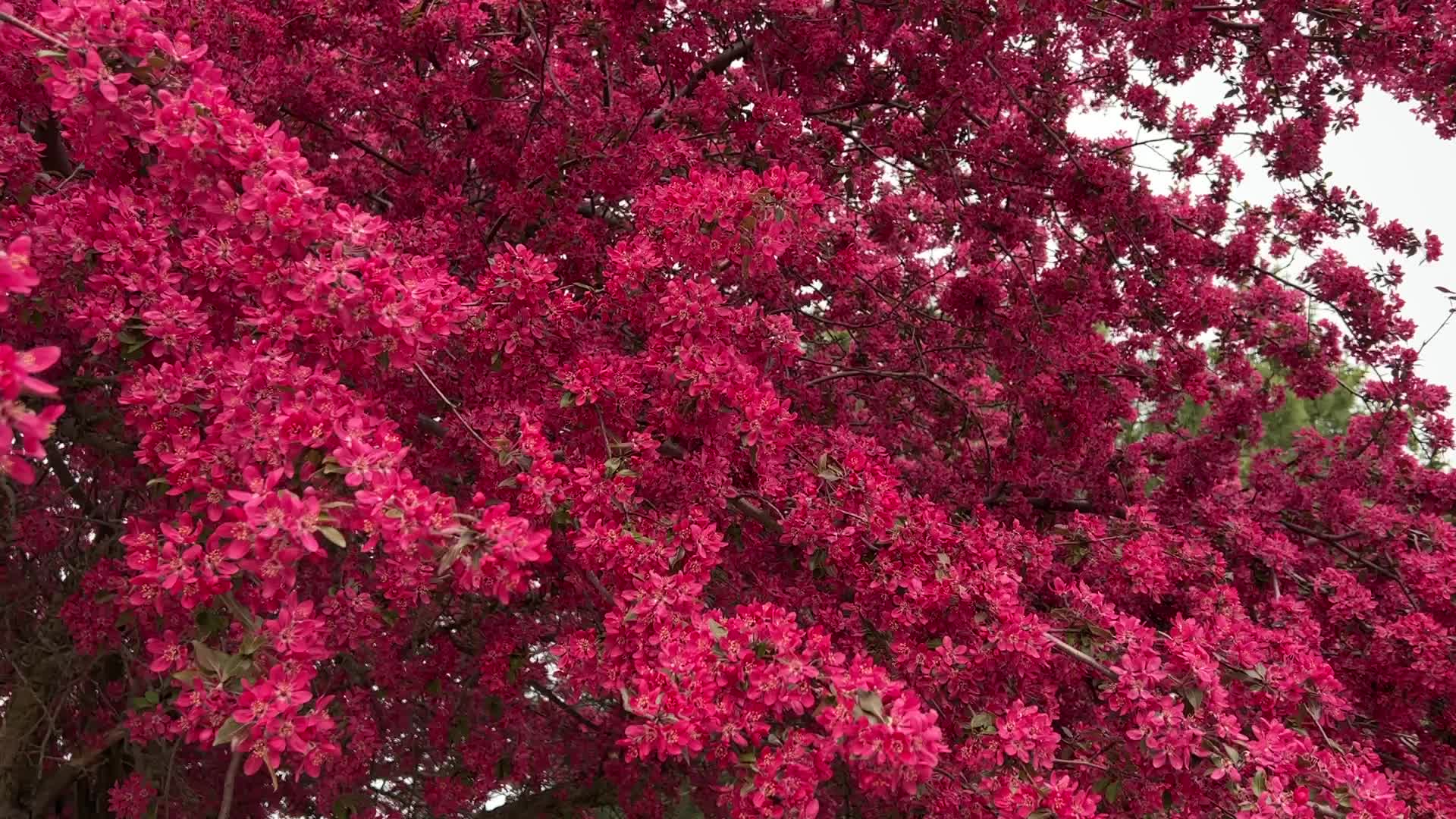 Spring season in Toronto