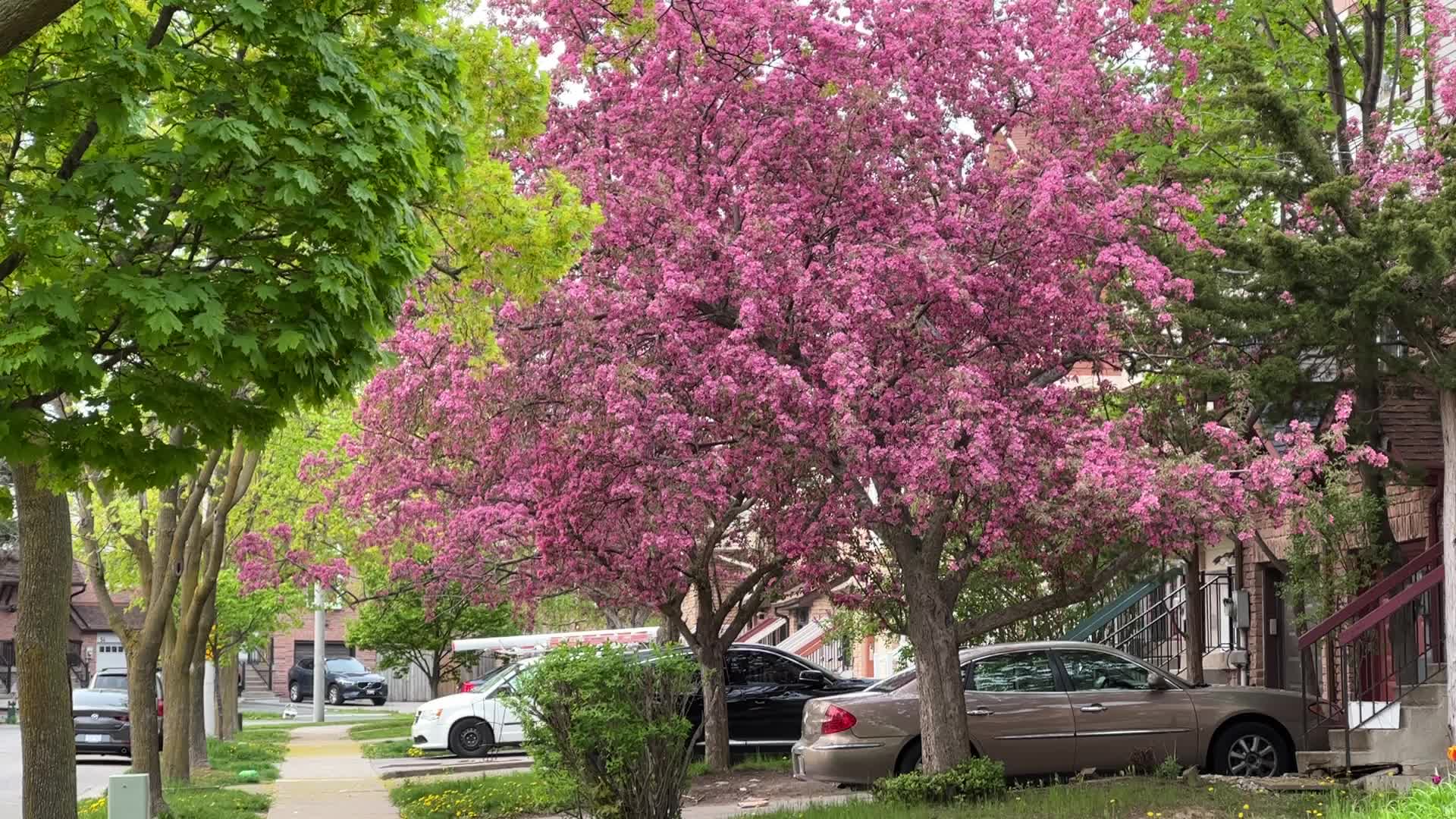 Spring season in Toronto