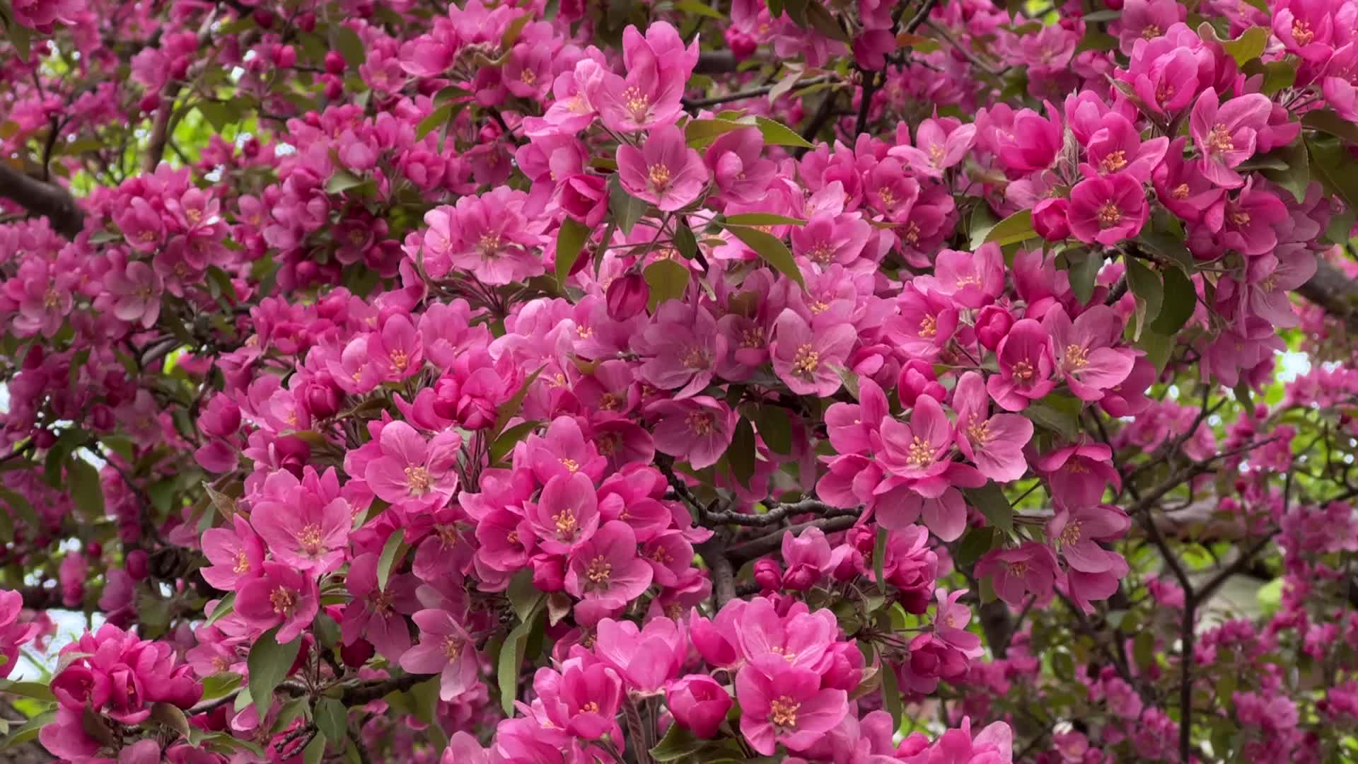 Spring season in Toronto
