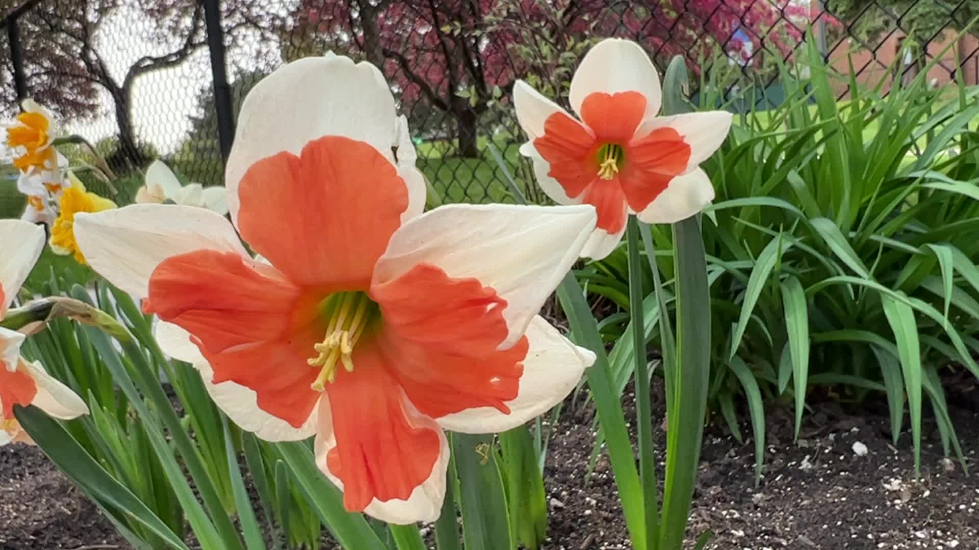 Spring season in Toronto