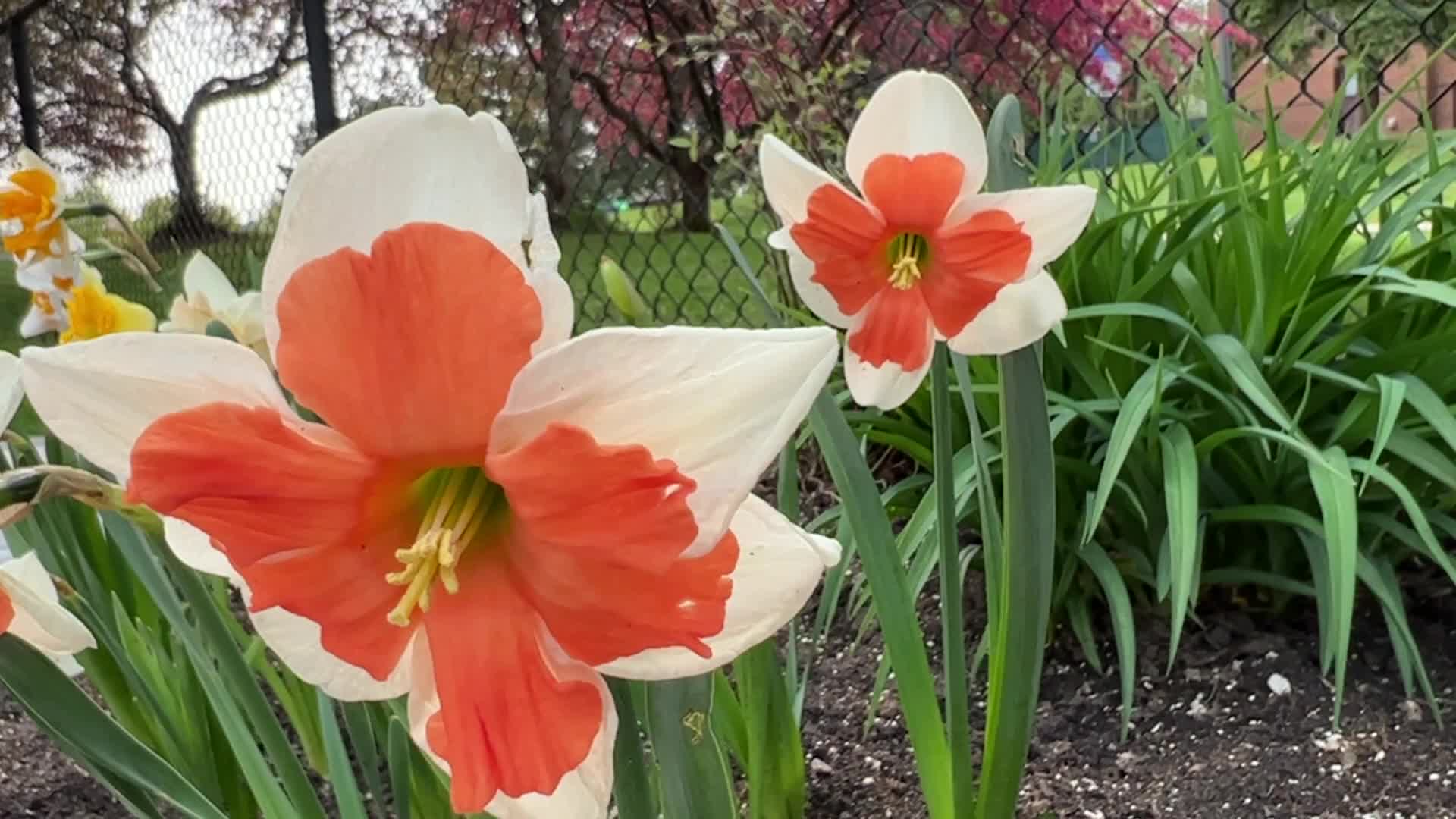 Spring season in Toronto
