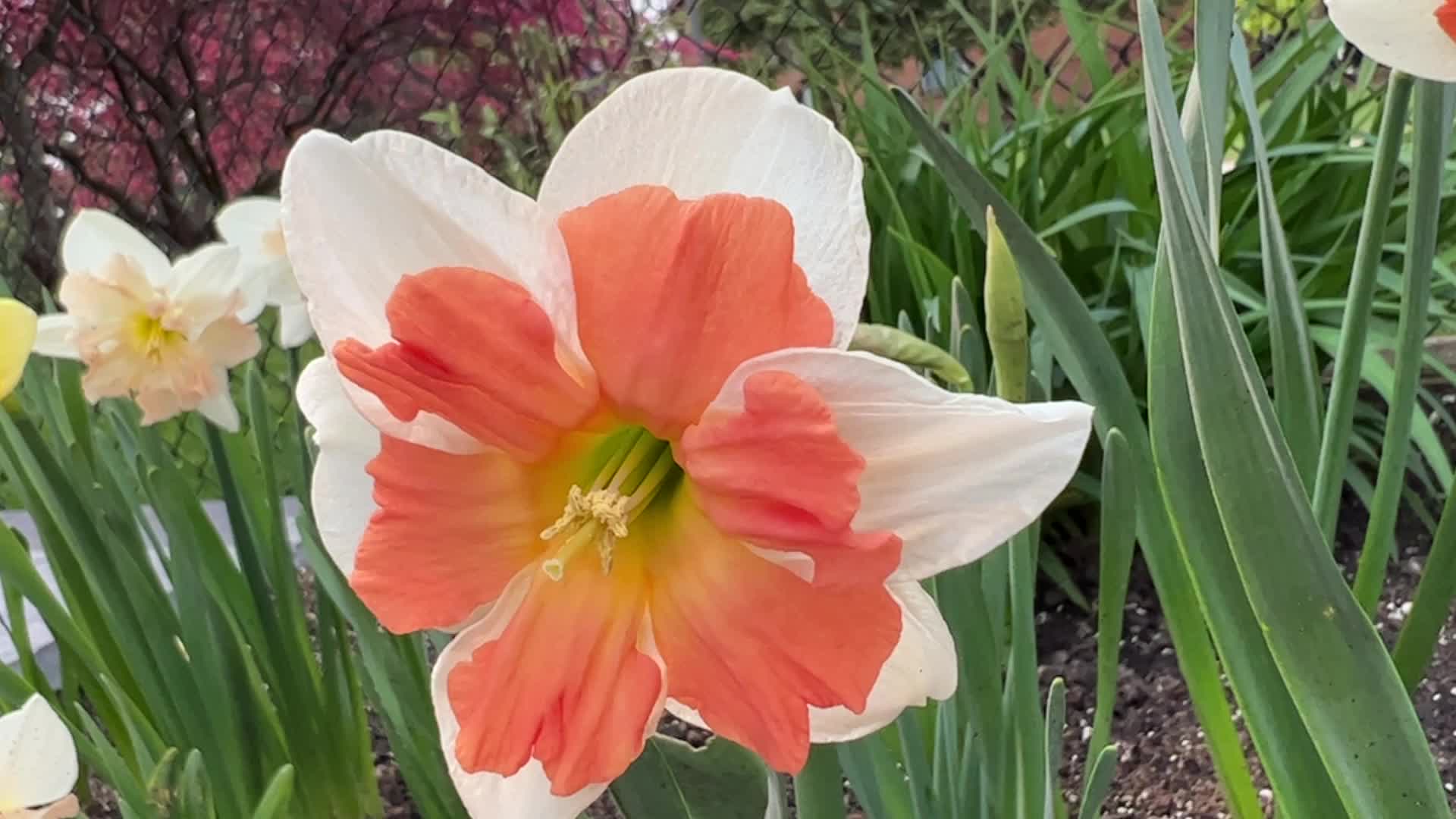 Spring season in Toronto