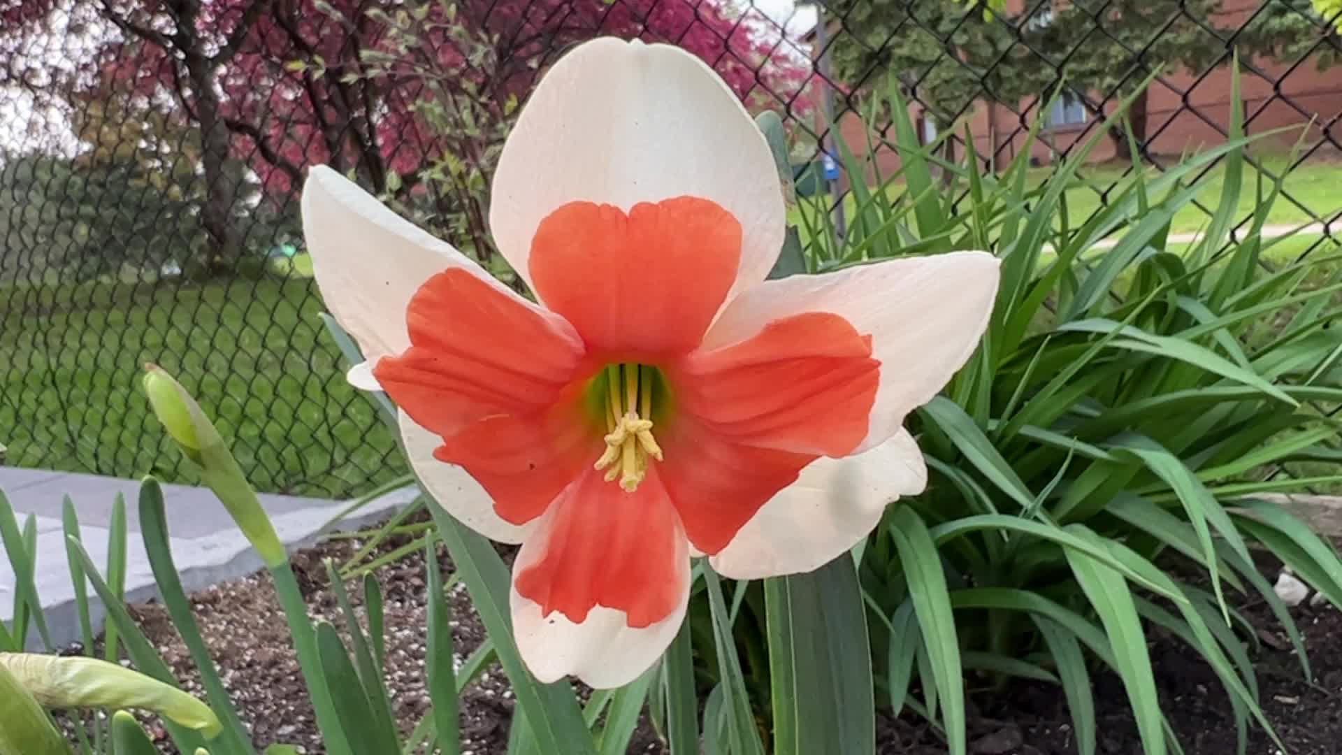 Spring season in Toronto
