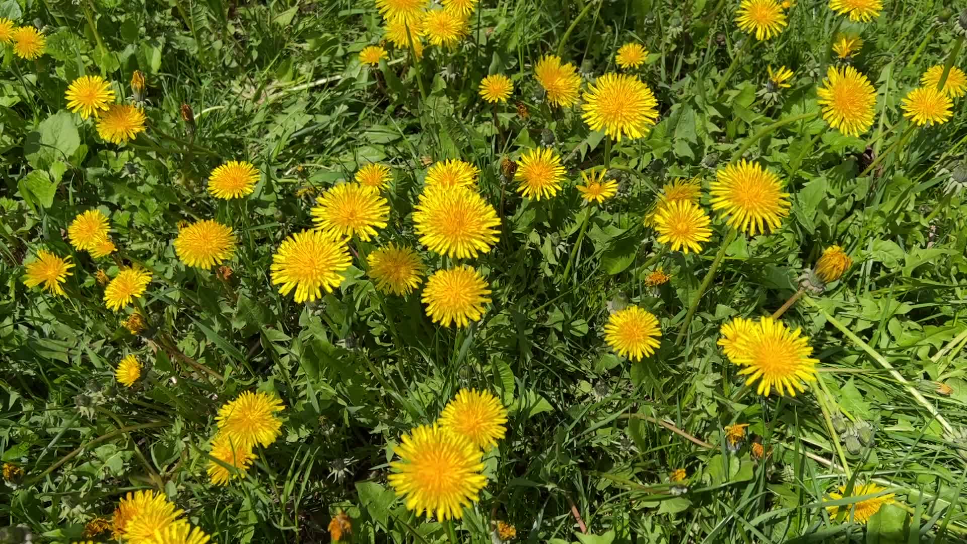 Spring season in Toronto