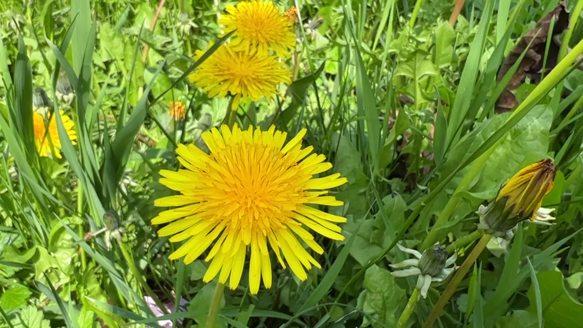 Spring season in Toronto