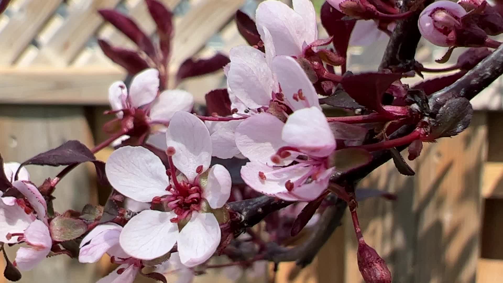 Spring season in Toronto