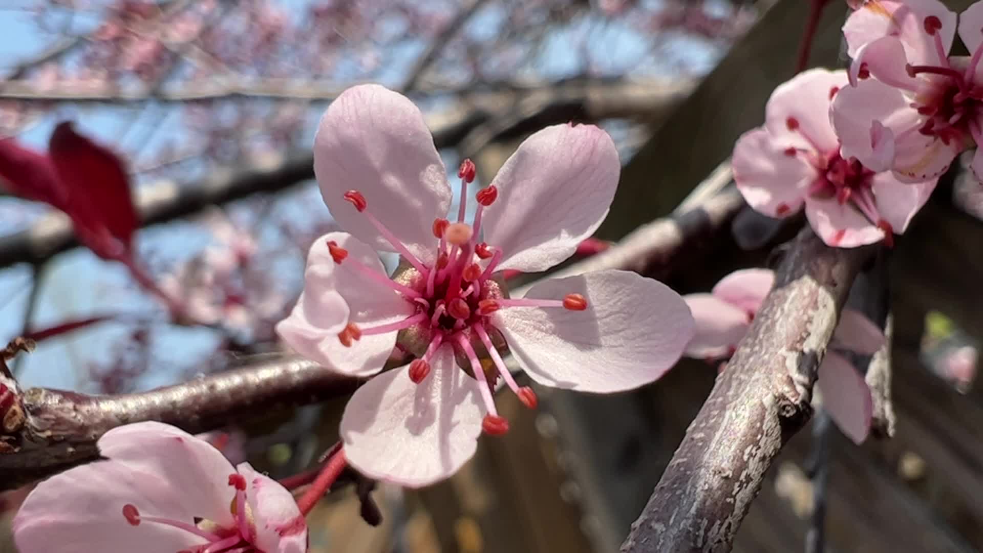 Spring season in Toronto