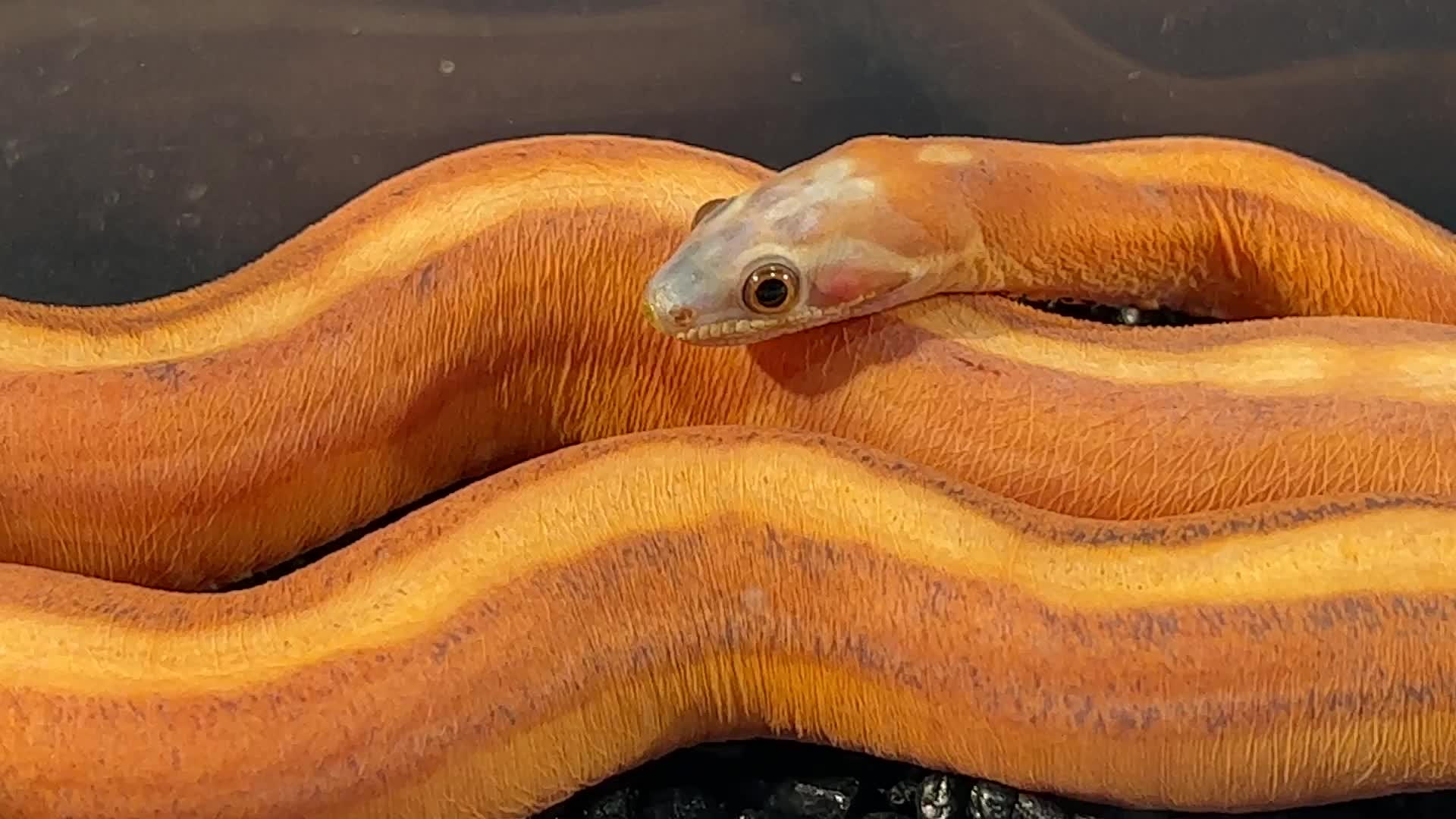 Exotic reptile breeders expo in Canada