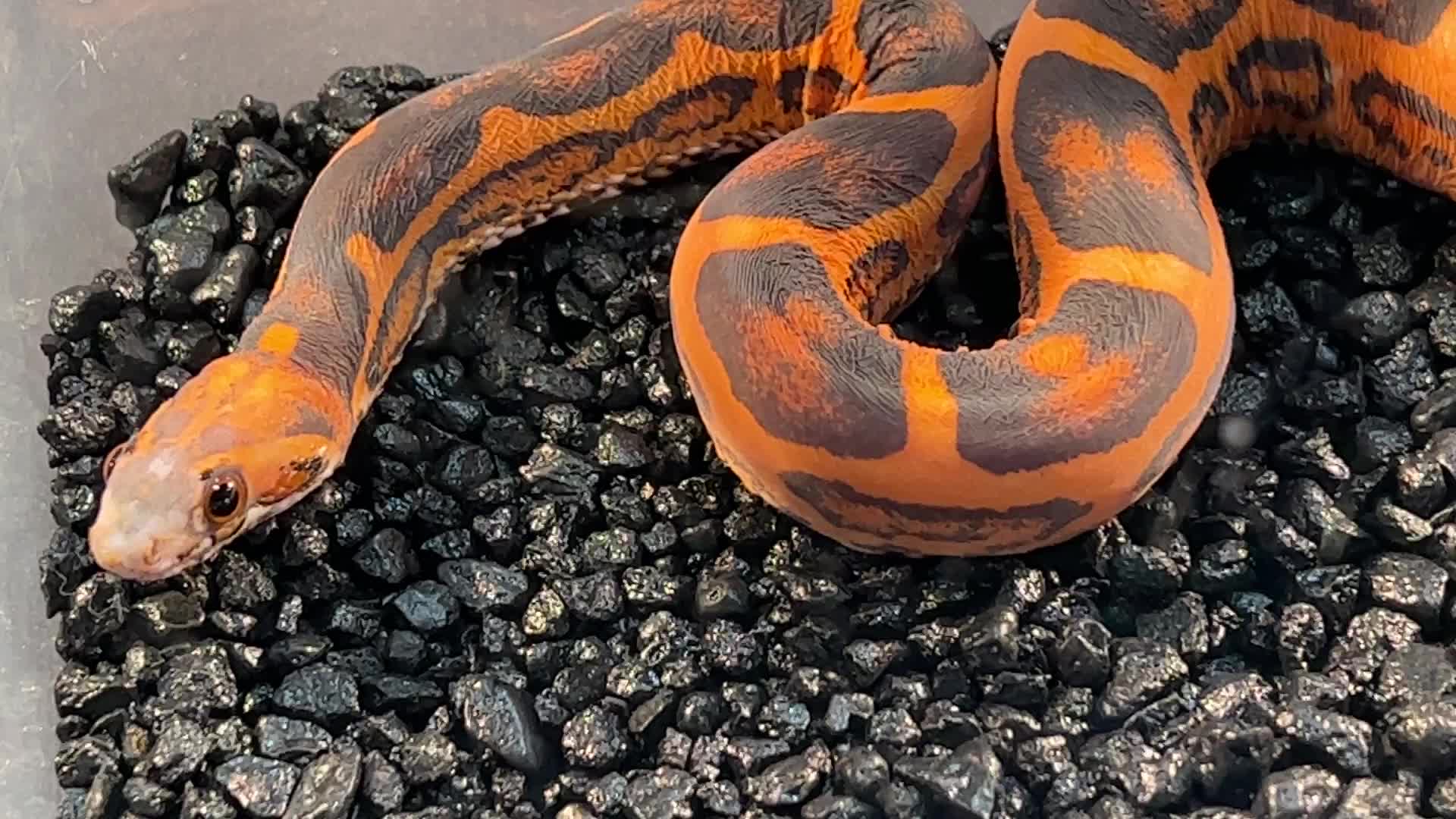 Exotic reptile breeders expo in Canada