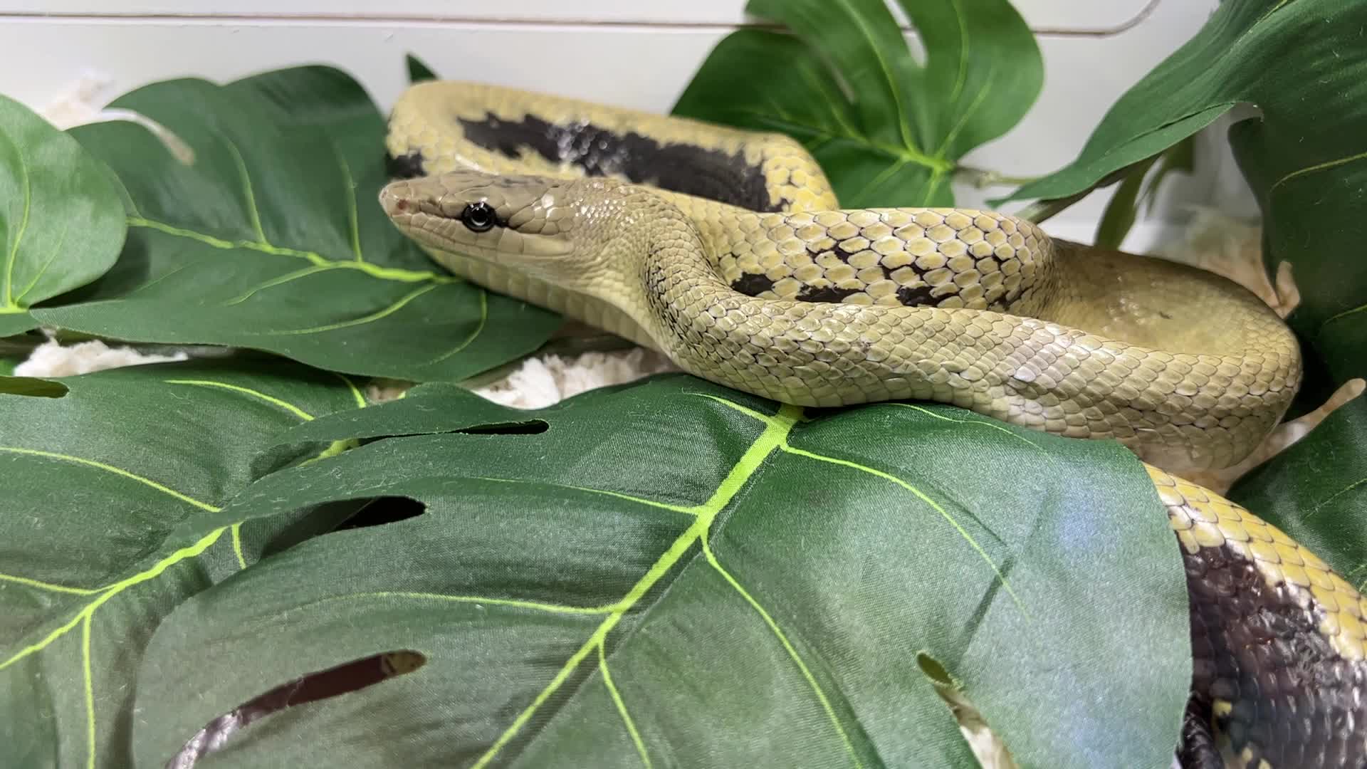 Exotic Reptile Breeders Expo in Canada