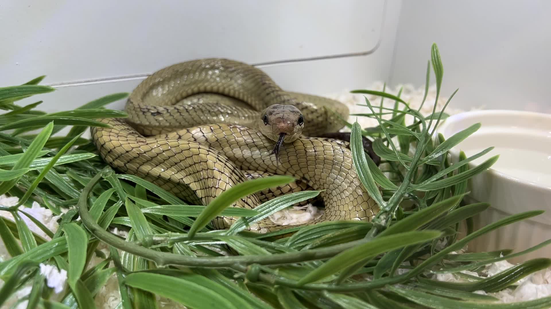 Exotic Reptile Breeders Expo in Canada