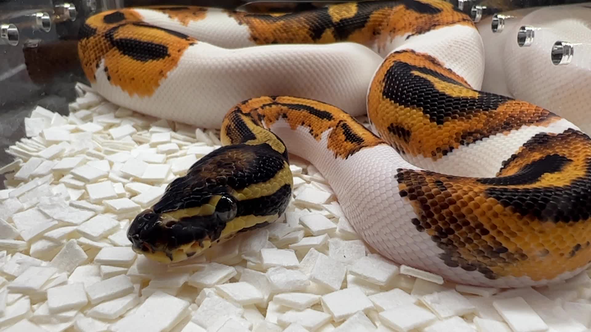 Exotic Reptile Breeders Expo in Canada