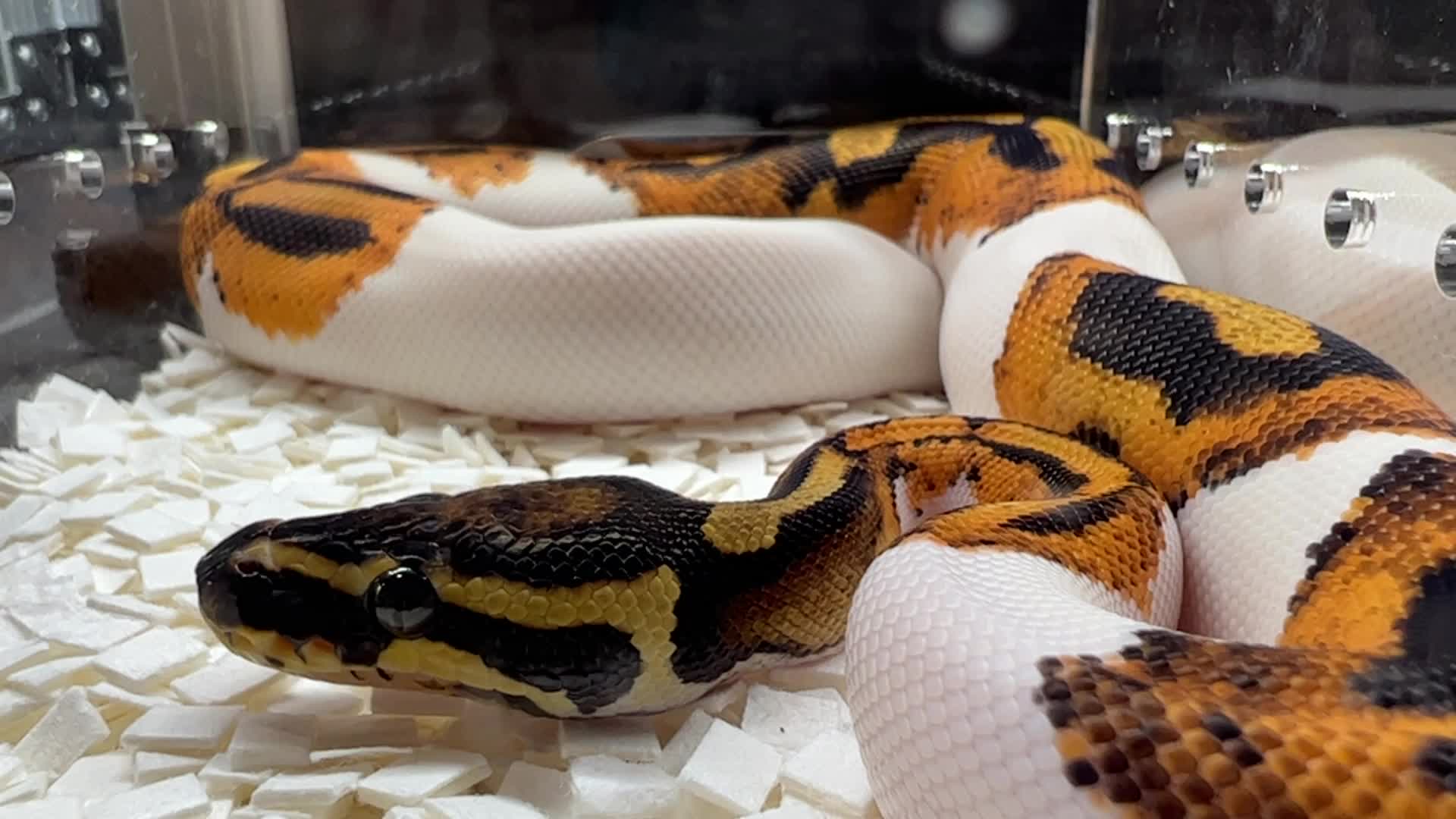 Exotic Reptile Breeders Expo in Canada