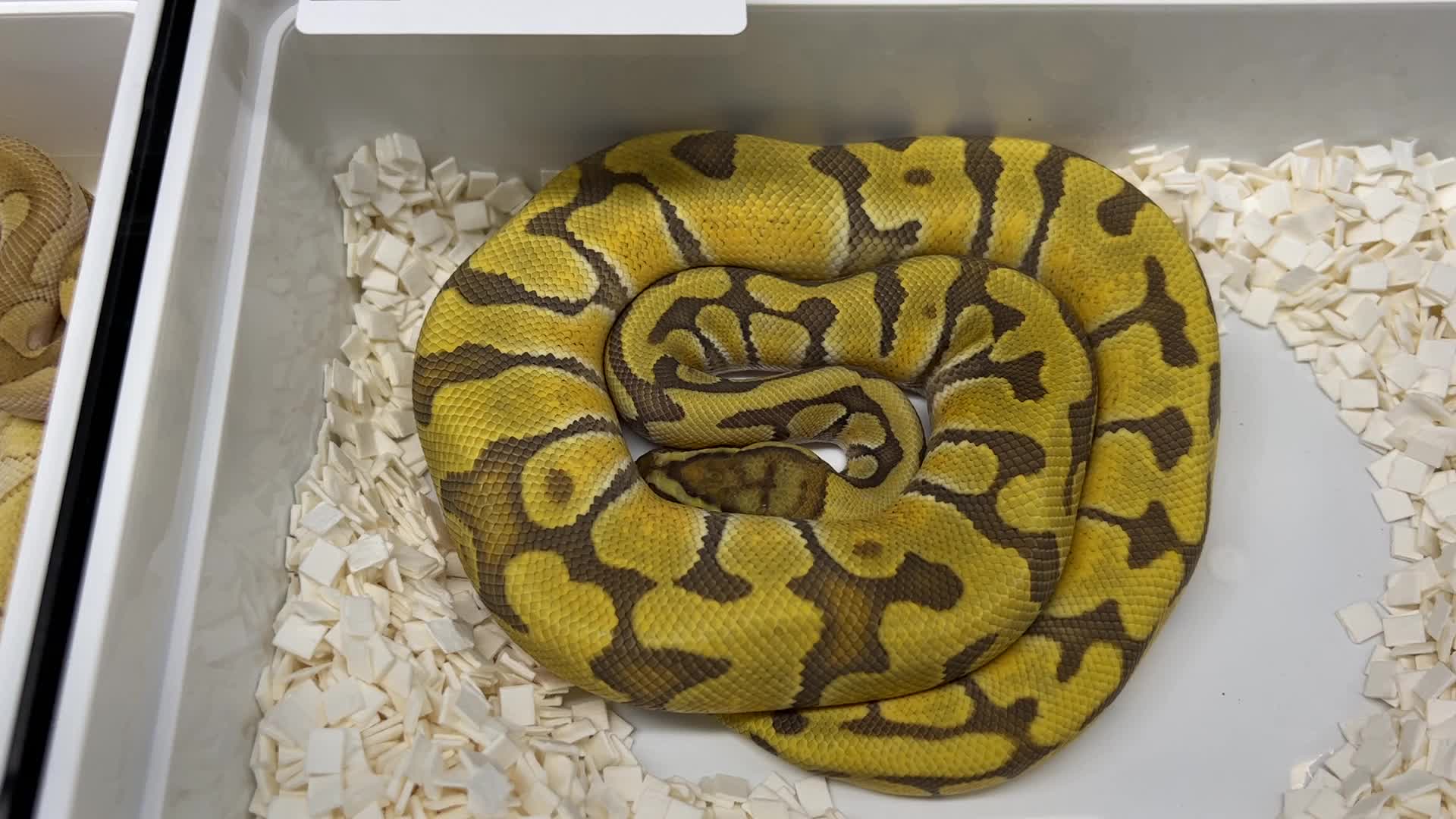 Exotic Reptile Breeders Expo in Canada