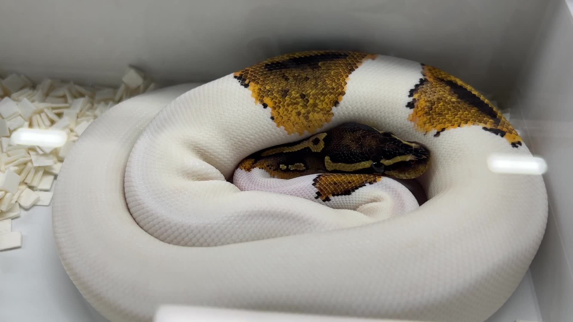 Exotic Reptile Breeders Expo in Canada