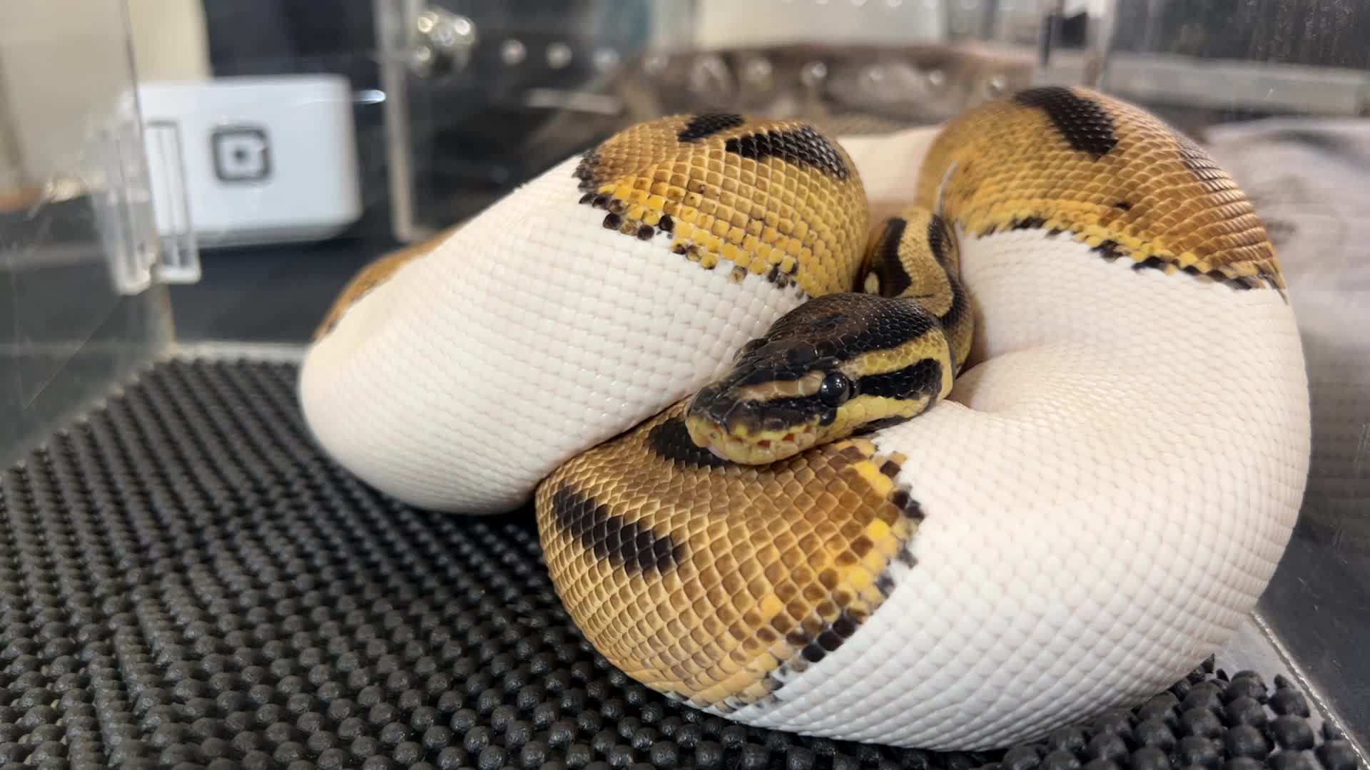 Exotic Reptile Breeders Expo in Canada