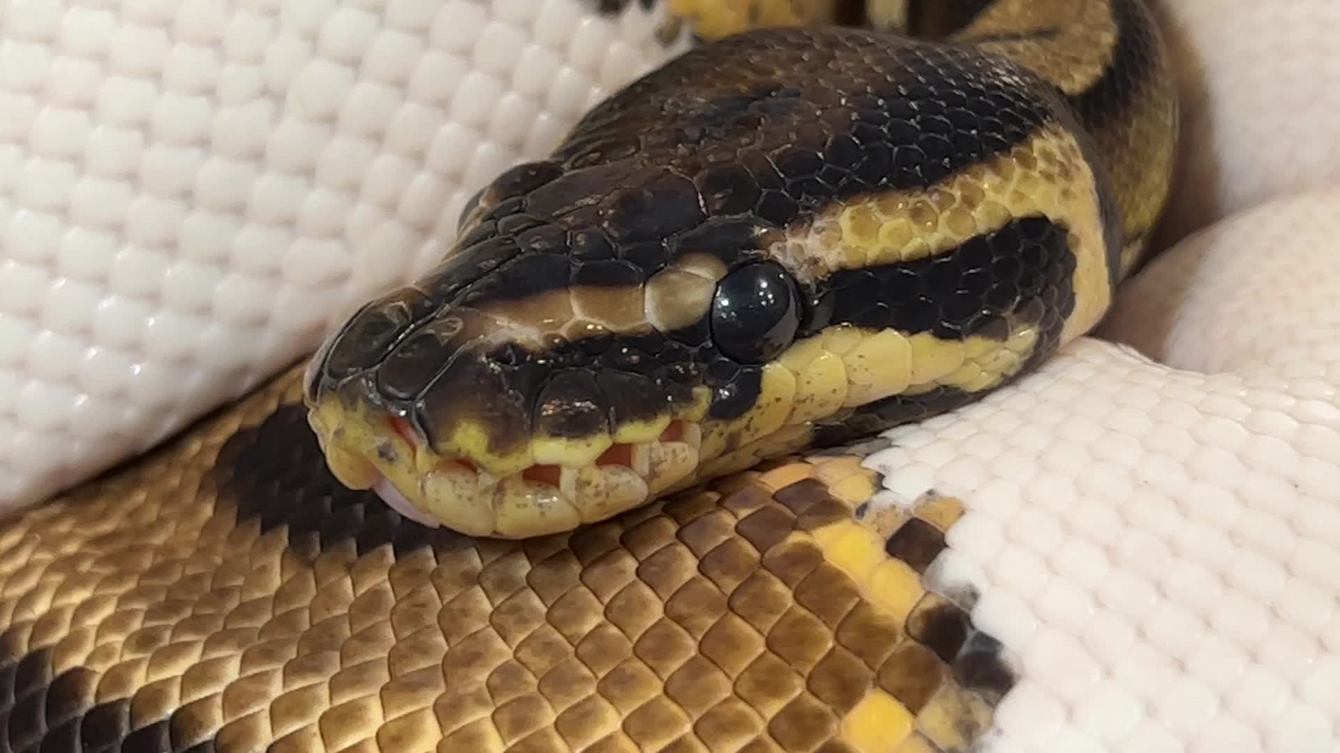Exotic Reptile Breeders Expo in Canada