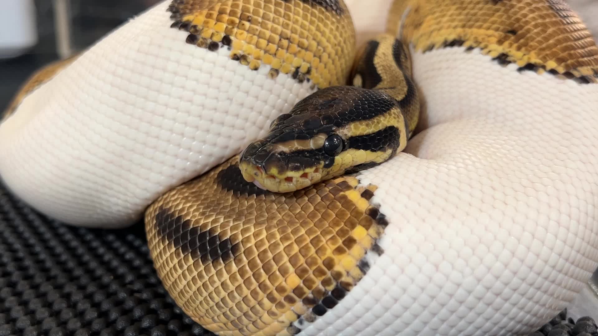 Exotic Reptile Breeders Expo in Canada