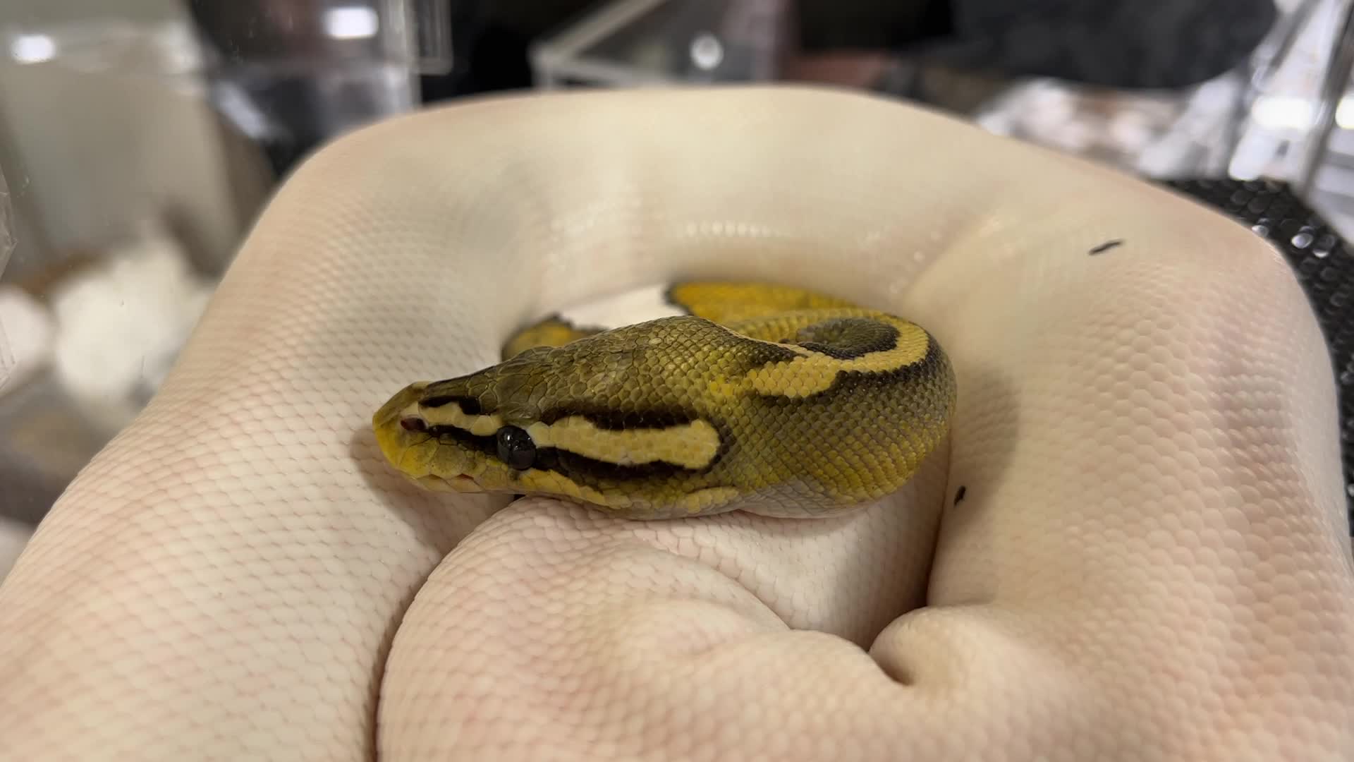 Exotic Reptile Breeders Expo in Canada