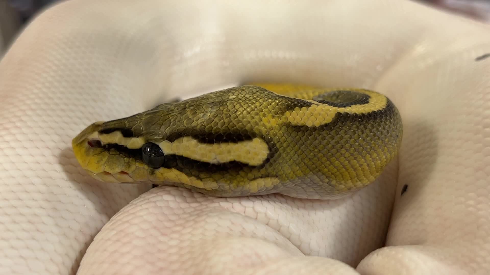 Exotic Reptile Breeders Expo in Canada