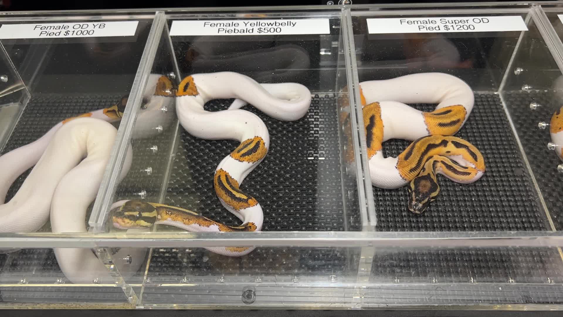 Exotic Reptile Breeders Expo in Canada