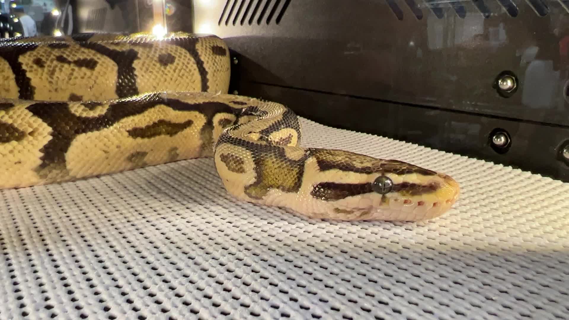 Exotic Reptile Breeders Expo in Canada